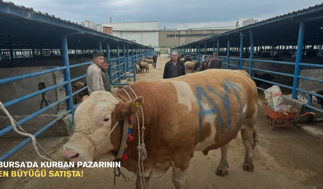 Bursa'da kurban pazarının en büyüğü satışta!