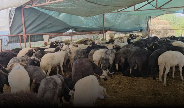 Bursa Kurban Pazarında Yüksek Maliyet Krizi: Üretici de Vatandaş da Dertli