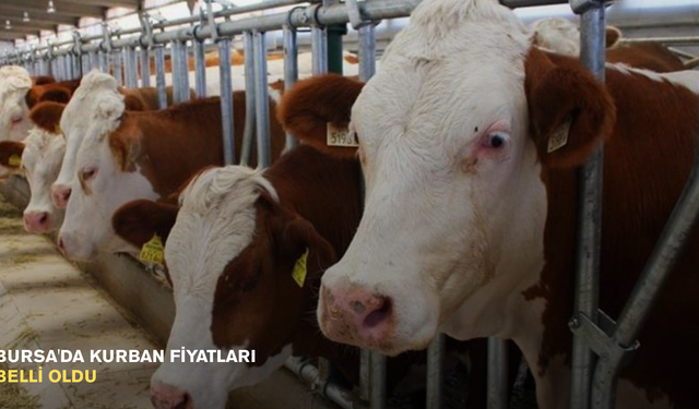 Bursa'da kurban fiyatları belli oldu