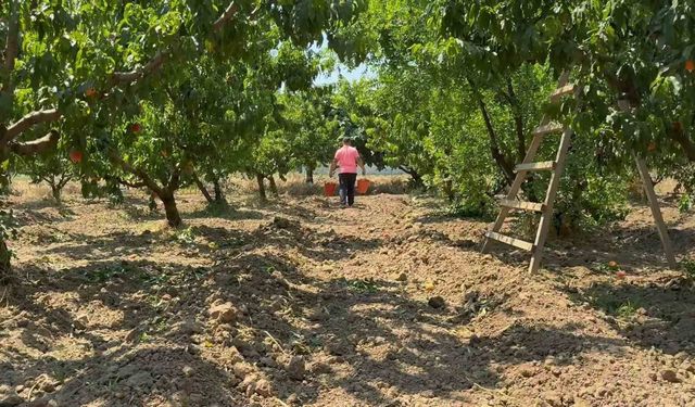 Bursa'da "şeftali hasadı" başladı