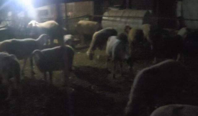 İnegöl’de firar eden 50 koyun jandarma dronuyla bulundu