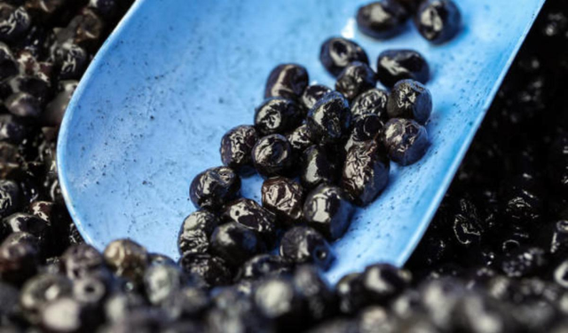 Bursa'da 40 yıllık zeytin devi için 1 yıl mühlet!