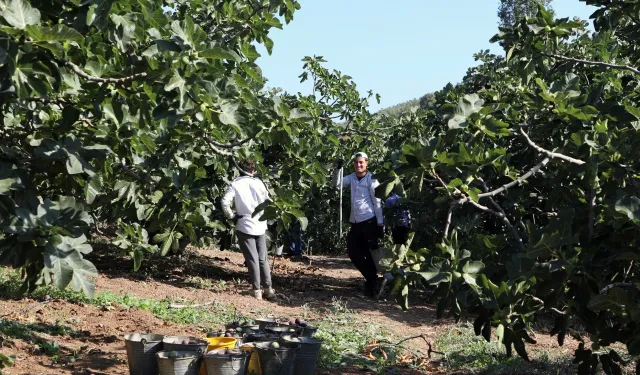 Başkan Dalgıç üreticinin dertlerini tarlada dinledi