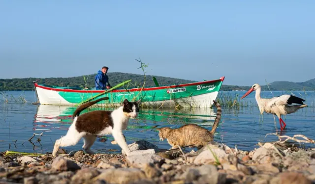 Yaren Leylek ve eşi Nazli güneye kanat çırptı