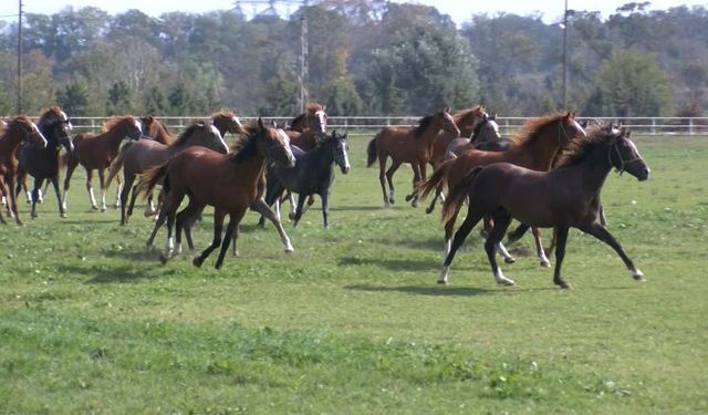 Bursa’daki tarihi harada yetişen tay milyonlara satıldı