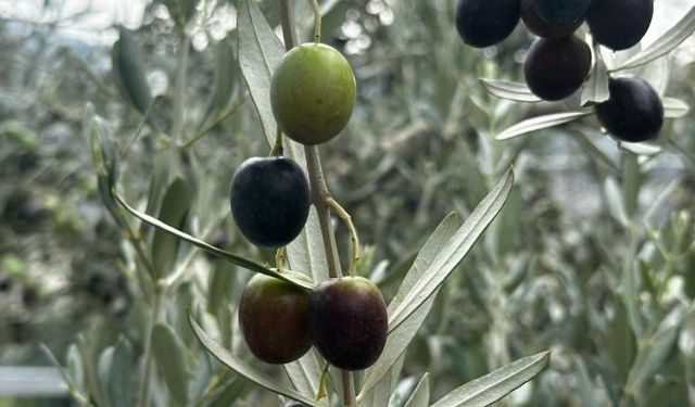 Bursa’da zeytin üreticisinin gözü hasatta! Erken hasat fiyatları açıklandı