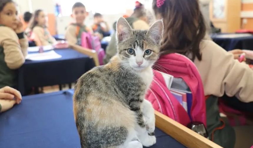 Kedi 'Karamel' sınıfın parçası haline geldi