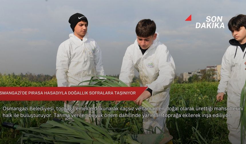 Osmangazi’de pırasa hasadıyla doğallık sofralara taşınıyor