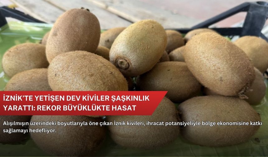 İznik’te yetişen dev kiviler şaşkınlık yarattı: Rekor büyüklükte hasat