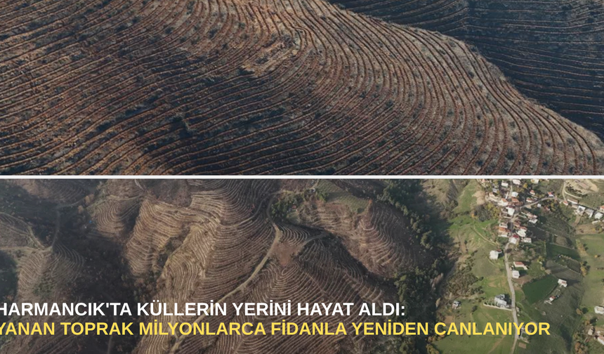 Harmancık'ta küllerin yerini hayat aldı: yanan toprak milyonlarca fidanla yeniden canlanıyor