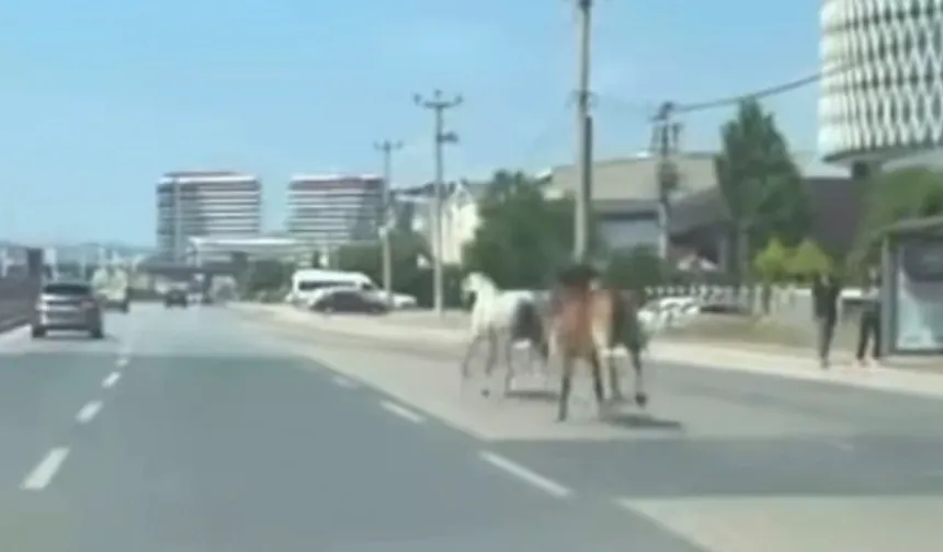 Başıboş atlar trafiği birbirine kattı!