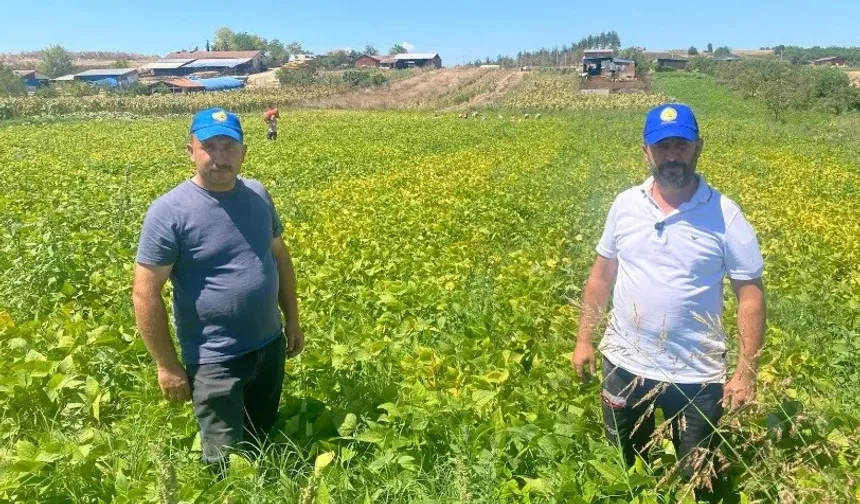 Bursa'da deneme amaçlı ekildi, köyün kaderini değiştirdi
