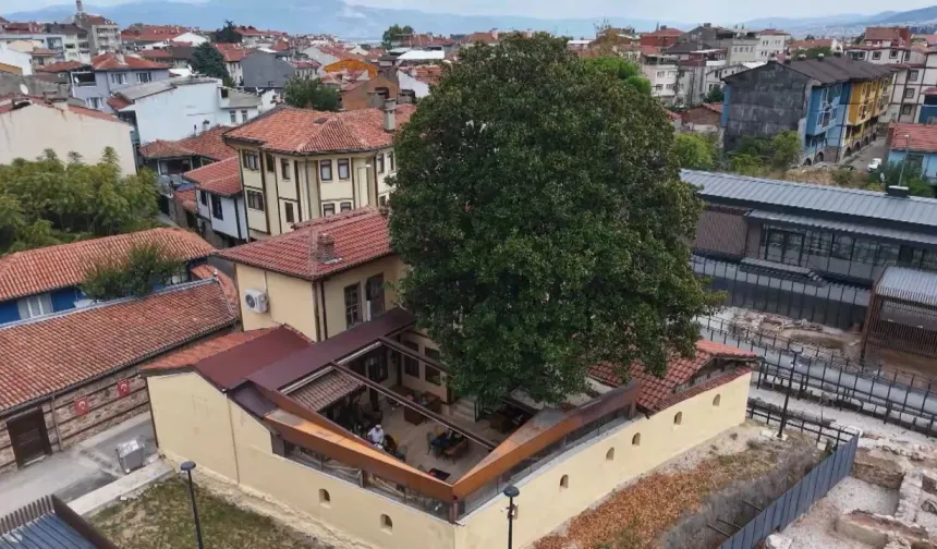 Bursa’da 300 yıllık ağacın sırrı! Zeki Müren’le bağlantısı şaşırtıyor