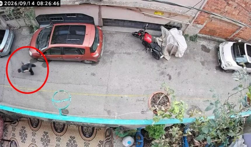 Bursa'da skandal görüntüler! Kediye böyle şiddet uyguladı...