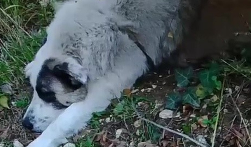 Bursa’da yabani hayvan tuzağı sokak köpeğini de vurdu