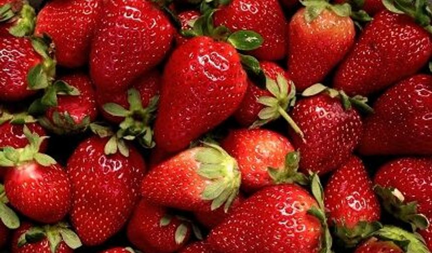 Bursa’da 10 günlük festival başlıyor! Kestel Çilek Festivali için geri sayım